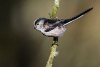 Long-tailed-Tit