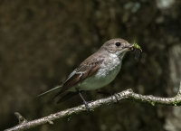Pied-Flycatcher (f)