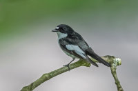 Pied-Flycatcher (m)