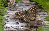 Speckled-Wood