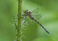 Golden-ringed-Dragonfly (m)