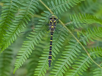 Golden-ringed-Dragonfly (m)