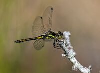Black-Darter (m)