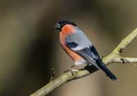 Bullfinch (m)