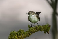 Pied-Flycatcher (f)