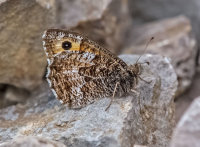 Grayling (m)