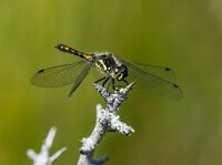 Black-Darter (m)