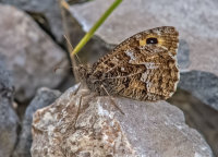 Grayling (m)