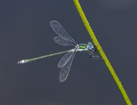 Emerald-Damselfly