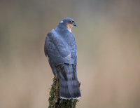 Sparrowhawk (m)