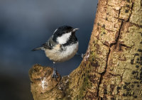 Coal-Tit