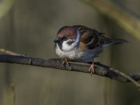 Tree-Sparrow