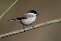 Marsh-Tit