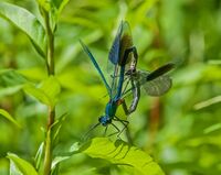Banded-Demoiselles