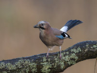 Jay