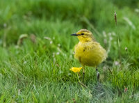 Yellow-Wagtail (m)