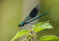 Banded-Demoiselle (m)