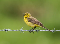 Yellow-Wagtail (m)