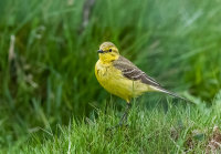 Yellow-Wagtail (m)