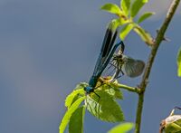Banded-Demoiselles