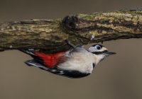 Great-spotted-Woodpecker (m)