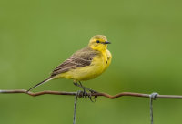 Yellow-Wagtail (m)