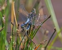 Black-tailed-Skimmers