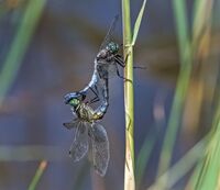 Black-tailed-Skimmers
