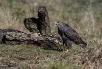 Buzzard