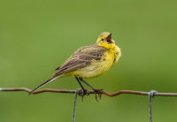 Yellow-Wagtail (m)