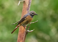 Redstart (f)