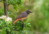 Redstart (f)