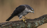 Sparrowhawk (f)