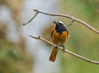 Redstart (m)
