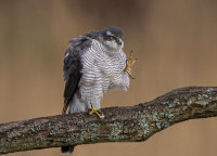 Sparrowhawk (f)