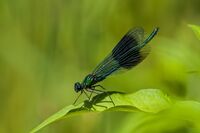 Banded-Demoiselle (m)