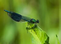 Banded-Demoiselle (m)