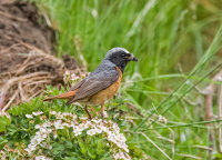 Redstart (m)
