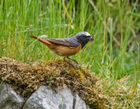Redstart (m)