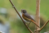 Redstart (f)