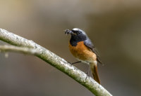 Redstart (m)