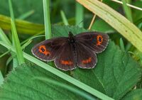 Scotch-Argus (m)
