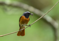 Redstart (m)