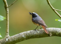 Redstart (m)