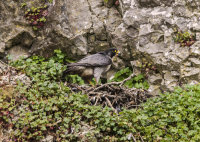 Peregrine (f)