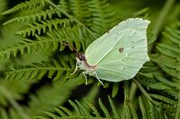 Brimstone (f)