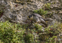 Peregrine (m)