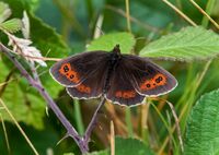 Scotch-Argus (m)