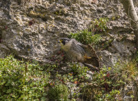 Peregrine (m)