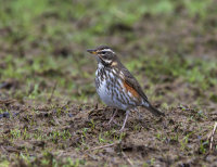 Redwing